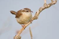 Carolina Wren (Thryothorus ludovicianus)