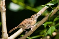 Carolina Wren (Tryothorus ludovicianus)