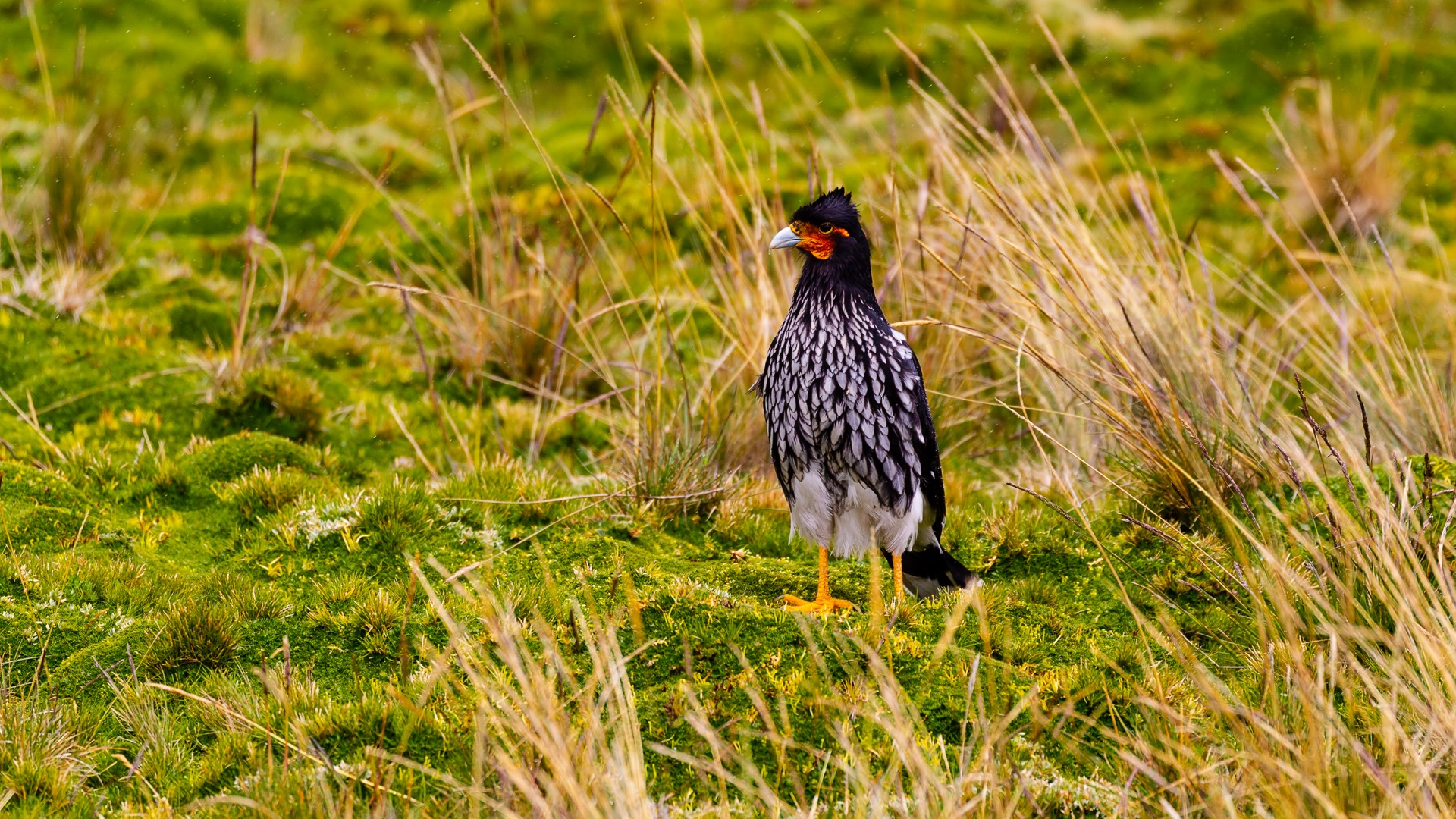 Carunculated Caracara (Phalcoboenus carunculatus)