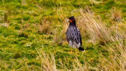 Carunculated Caracara (Phalcoboenus carunculatus)