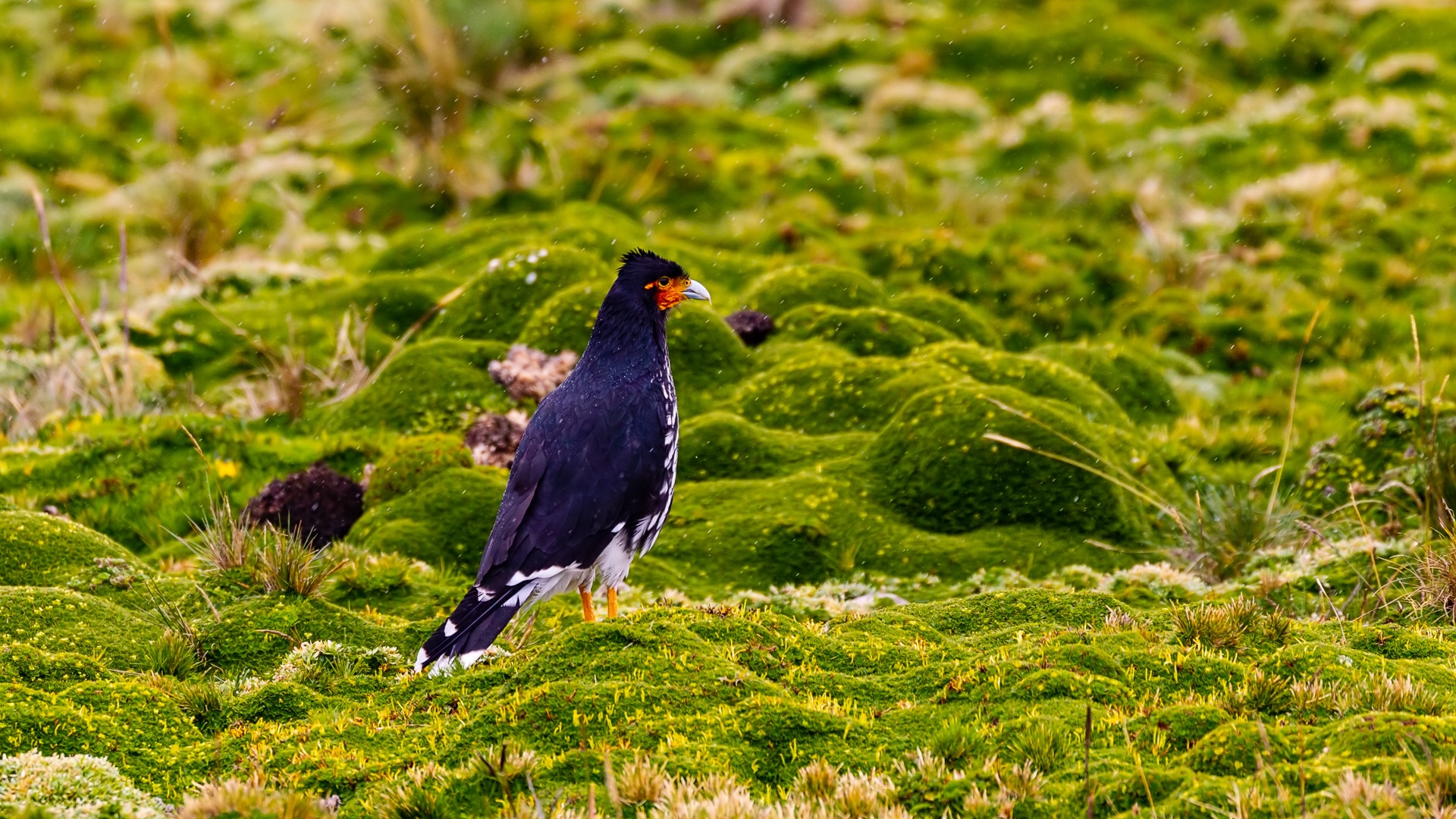 Carunculated Caracara (Phalcoboenus carunculatus)