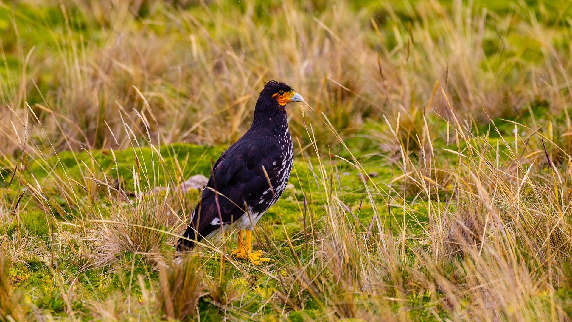 Carunculated Caracara (Phalcoboenus carunculatus)