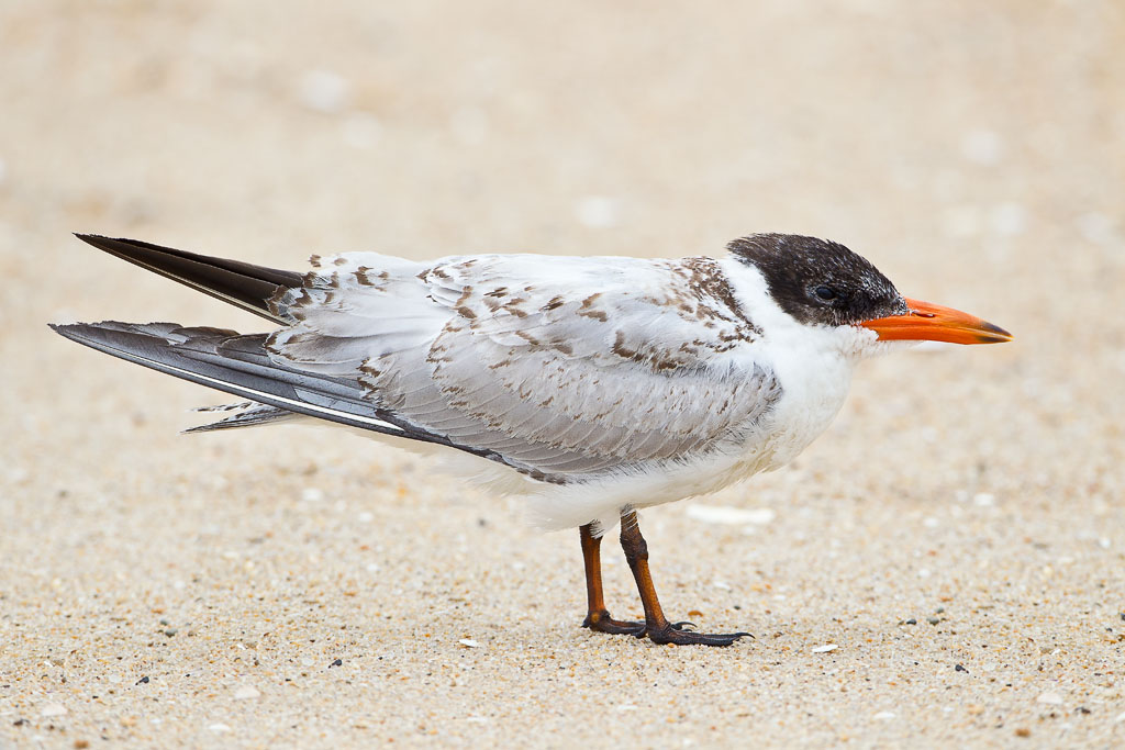 Caspian Tern (Hydroprogne caspia)