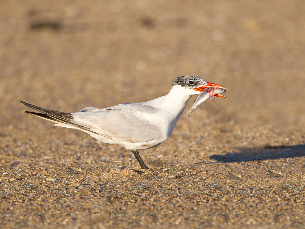 Caspian Tern (Hydroprogne caspia)