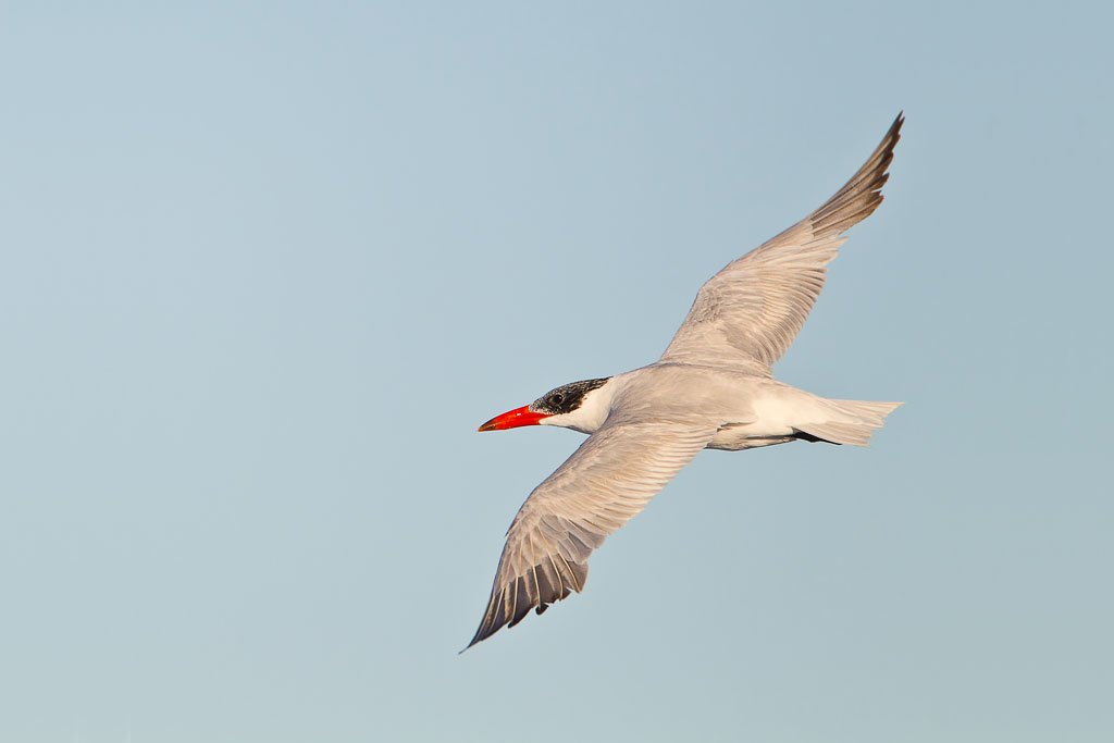 Caspian Tern (Hydroprogne caspia)