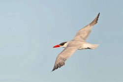 Caspian Tern (Hydroprogne caspia)