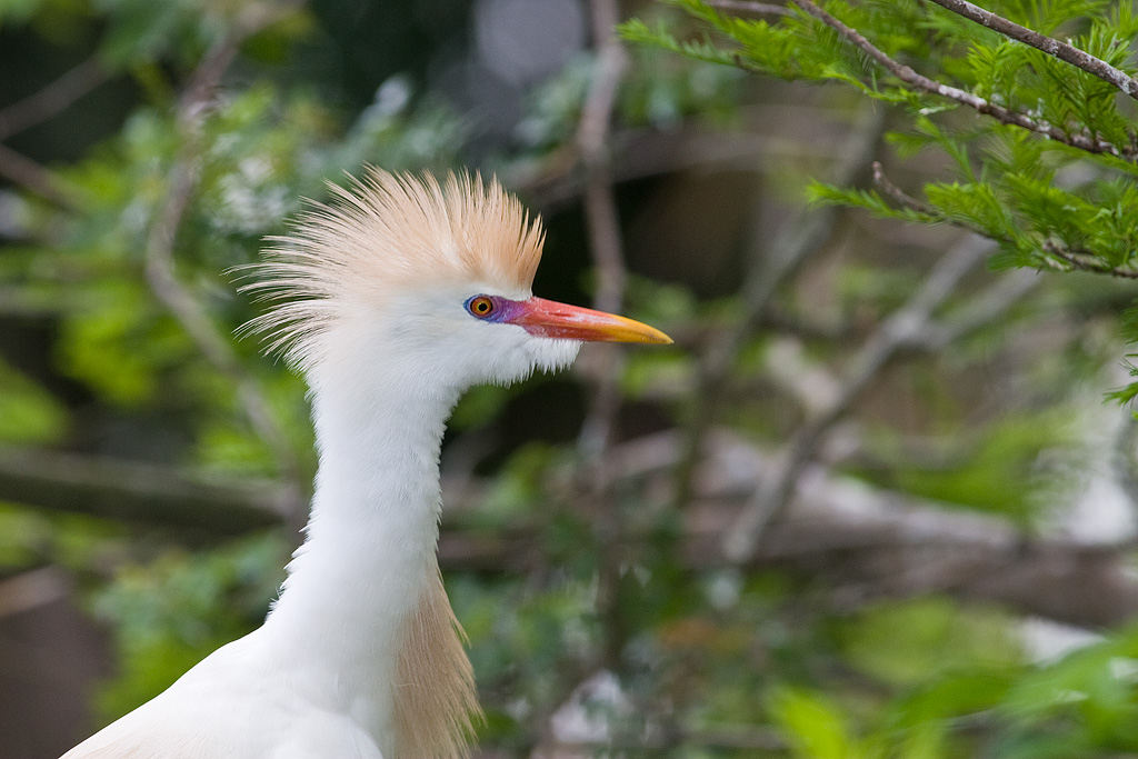 Cattle Egret (Bubulcus ibis)