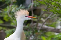 Cattle Egret (Bubulcus ibis)