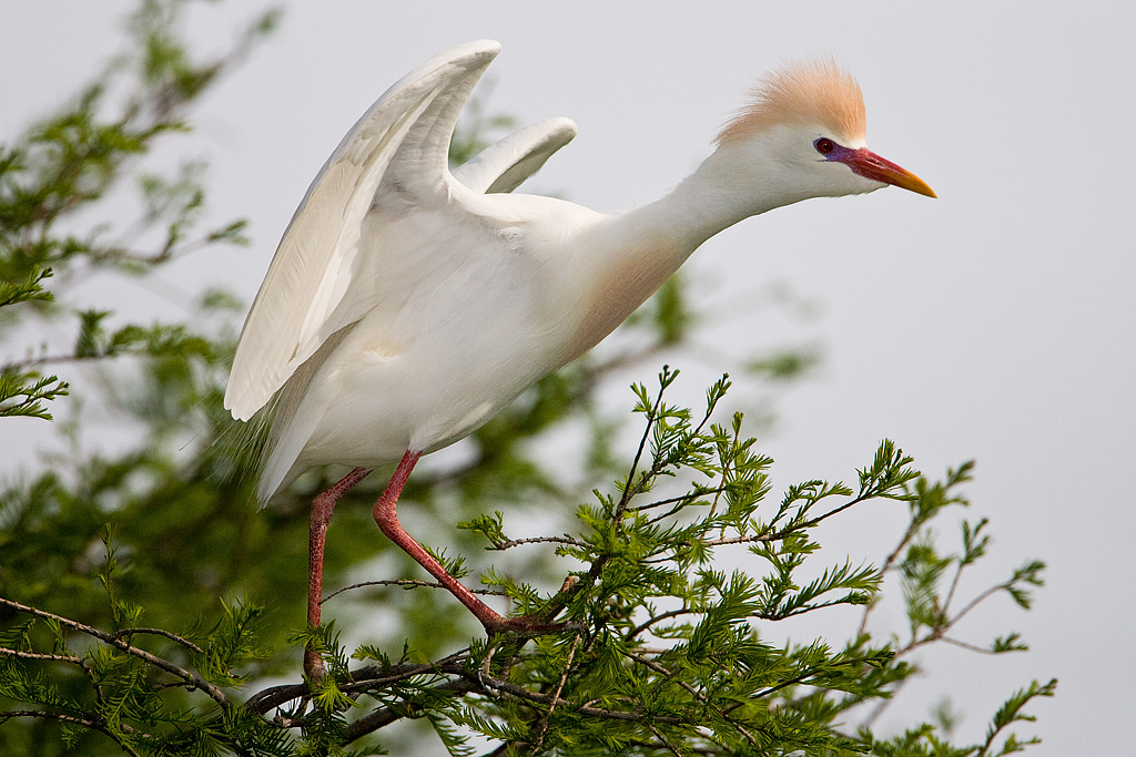 Cattle Egret (Bubulcus ibis)