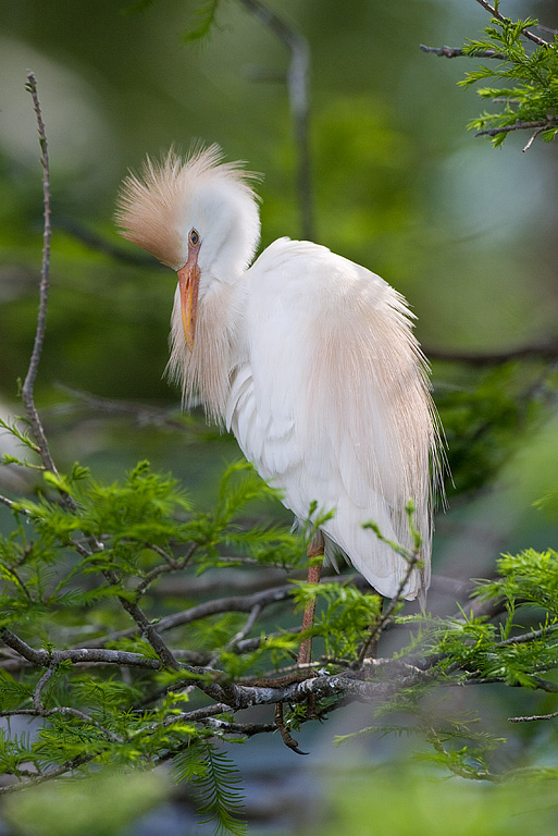 Cattle Egret (Bubulcus ibis)