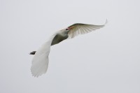 Cattle Egret (Bubulcus ibis)