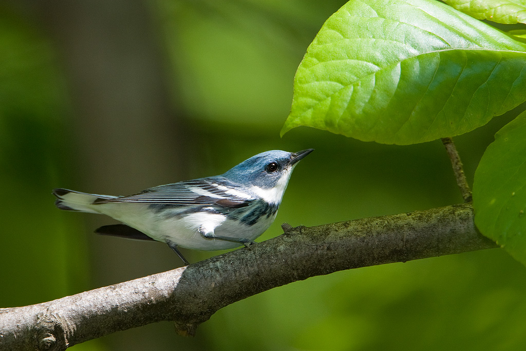 Cerulean Warbler (Dendroica cerulea)