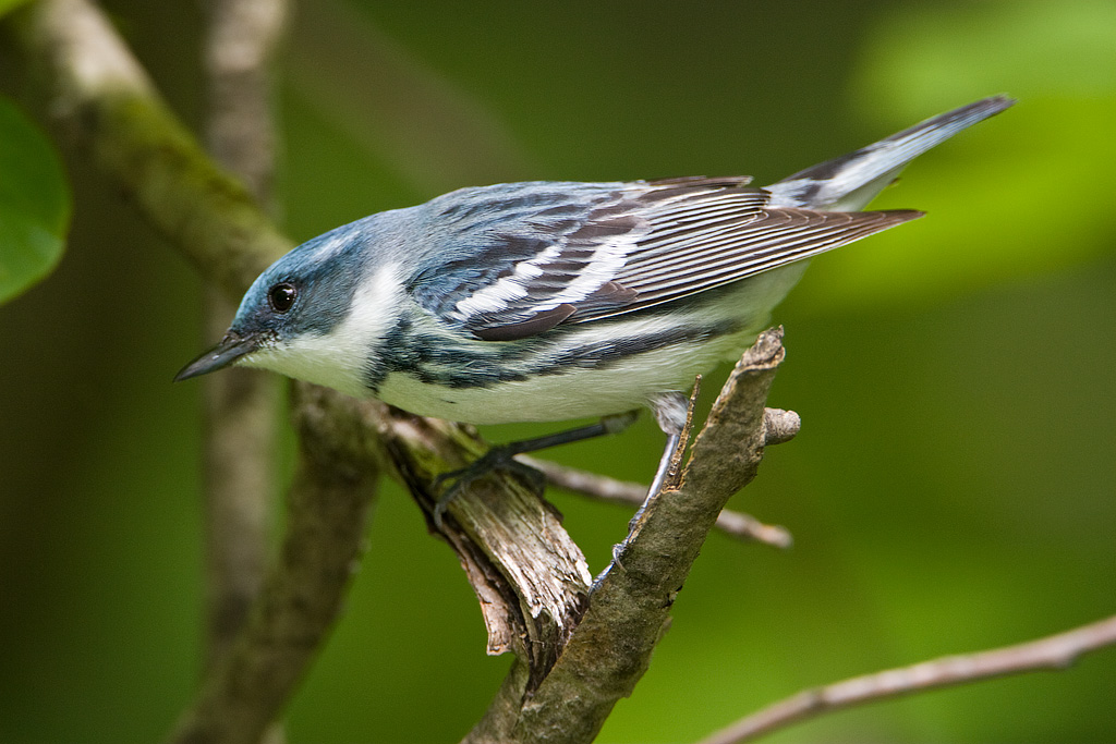 Cerulean Warbler (Dendroica cerulea)