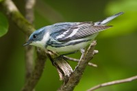 Cerulean Warbler (Dendroica cerulea)