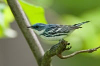 Cerulean Warbler (Dendroica cerulea)