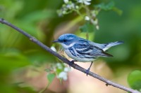 Cerulean Warbler (Dendroica cerulea)