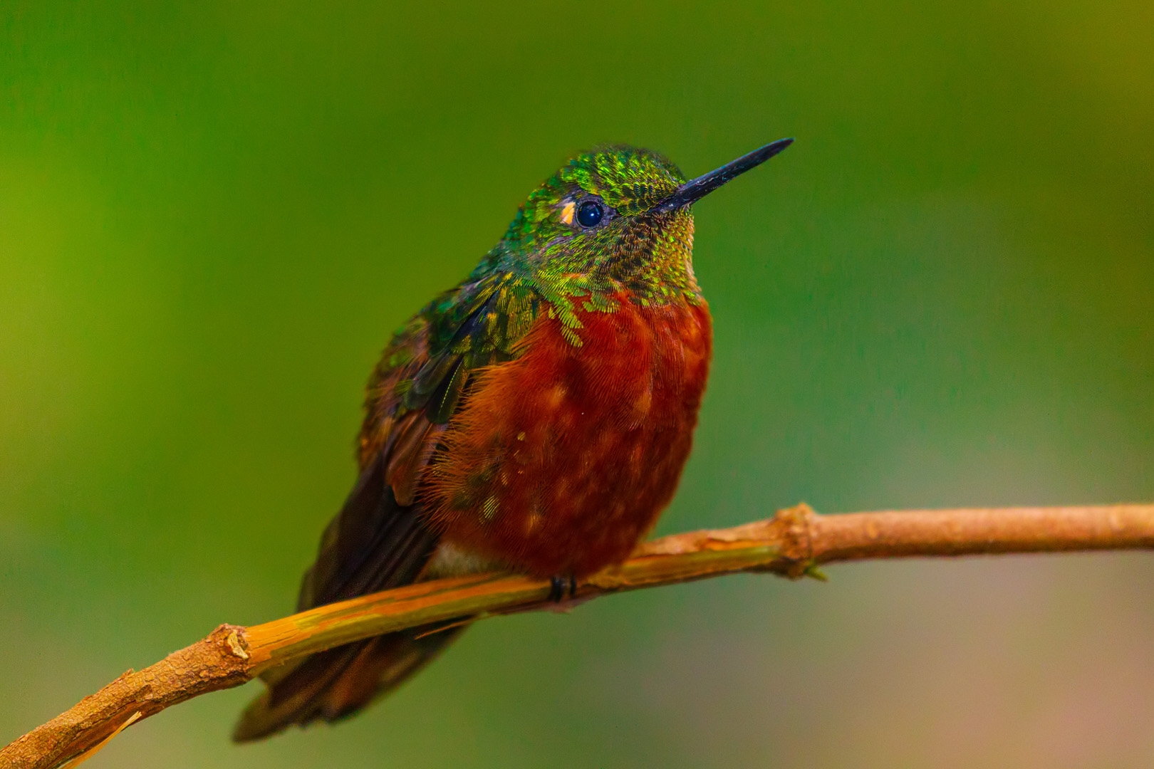 Chestnut-breasted Coronet (Boissonneaua matthewsii)