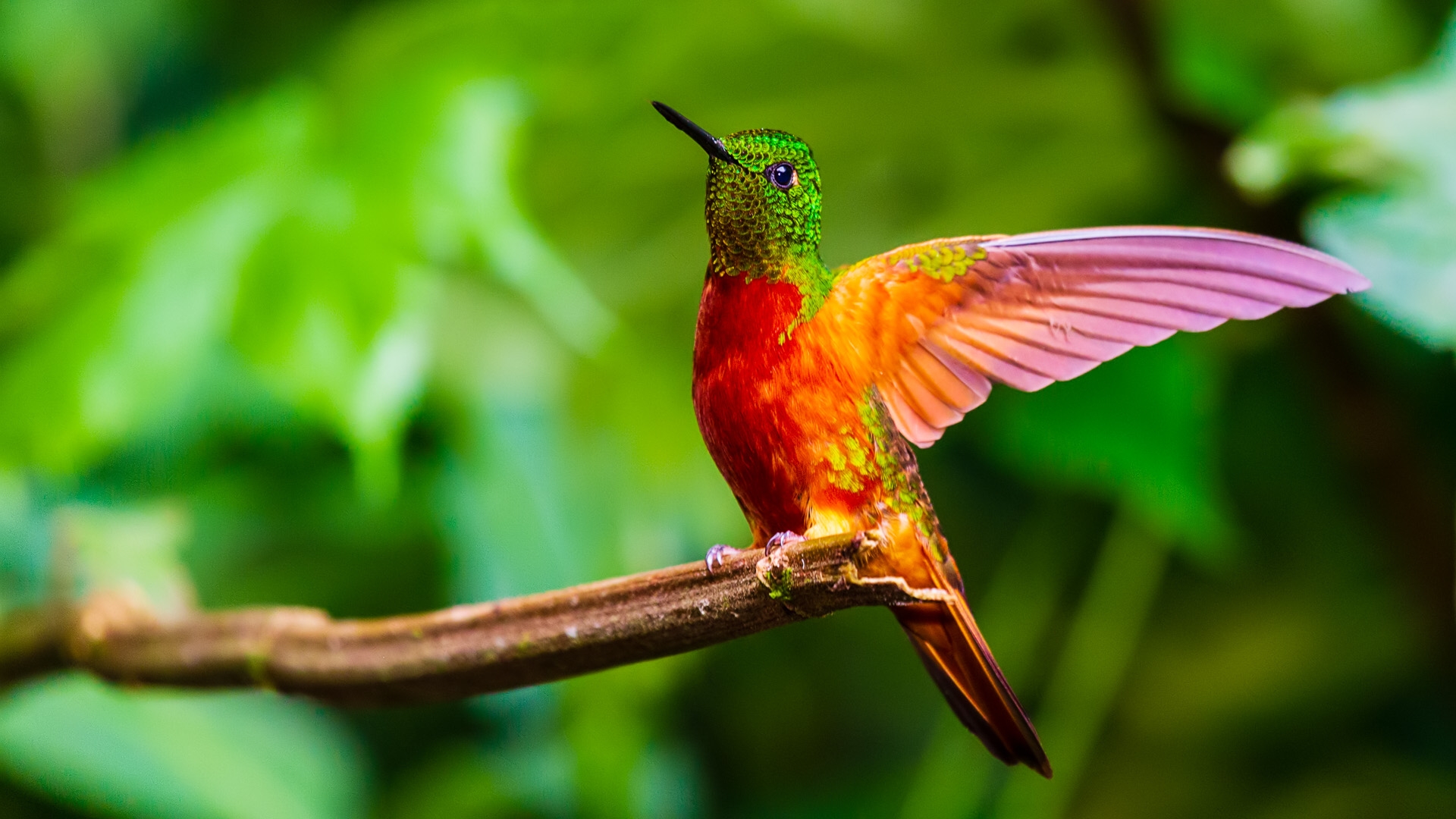 Chestnut-breasted Coronet (Boissonneaua matthewsii)