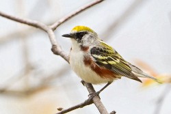 Chestnut-sided Warbler (Dendroica pensylvanica)