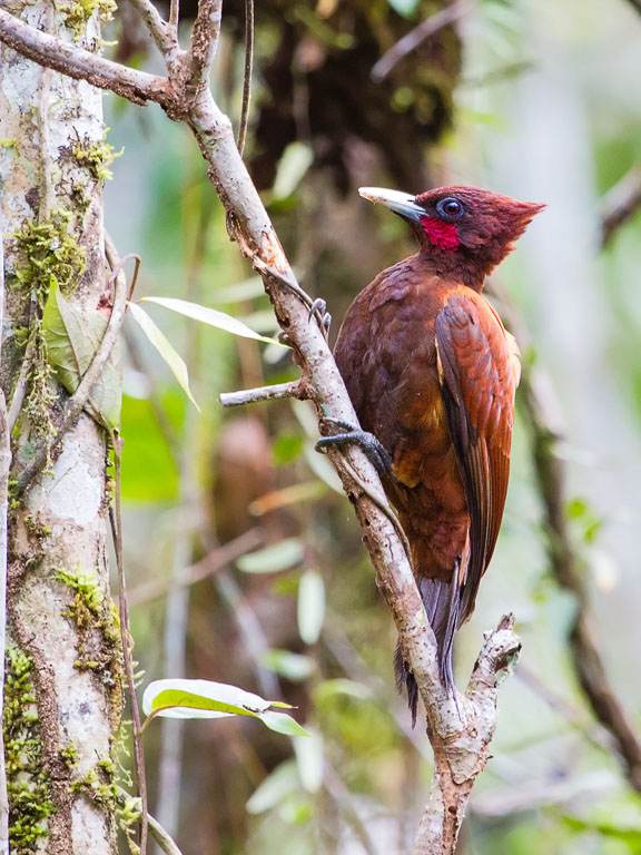 Chestnut Woodpecker (Celeus elegans)