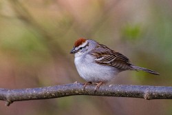 Chipping Sparrow (Spizella passerina)