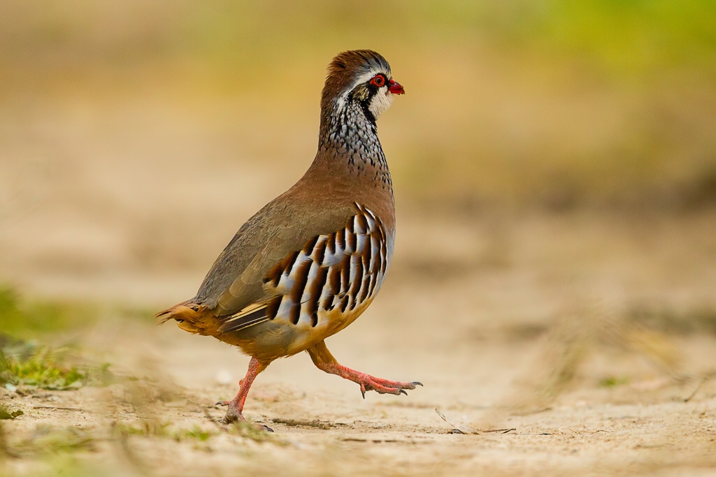 Chukar (Alectoris chukar)