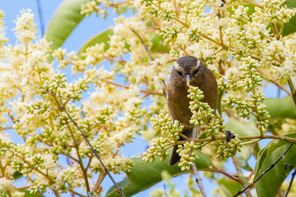 Cinereous Conebill (Conirostrum cinereum)