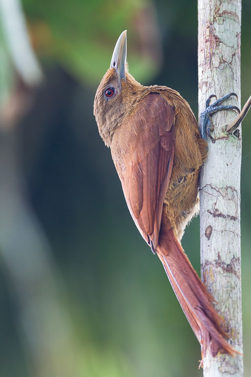 Cinnamon-throated Woodcreeper (Dendrexetastes rufigula)