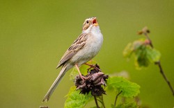 Clay-colored Sparrow (Spizella pallida)