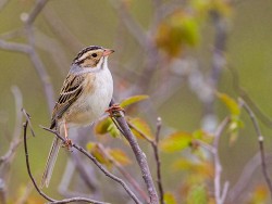 Clay-colored Sparrow (Spizella pallida)