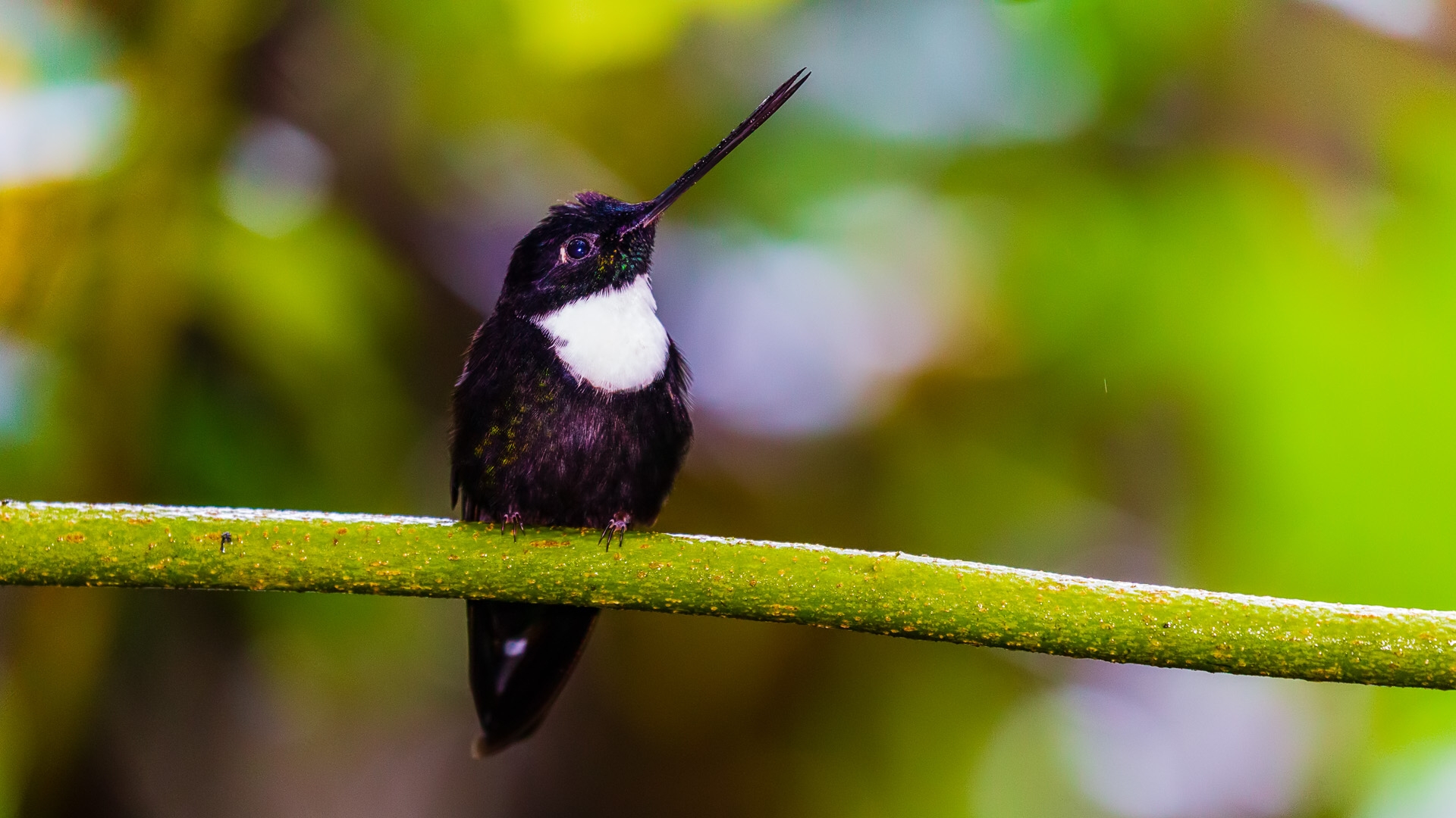 Collared Inca (Collared) (Coeligena torquata fulgidigula)