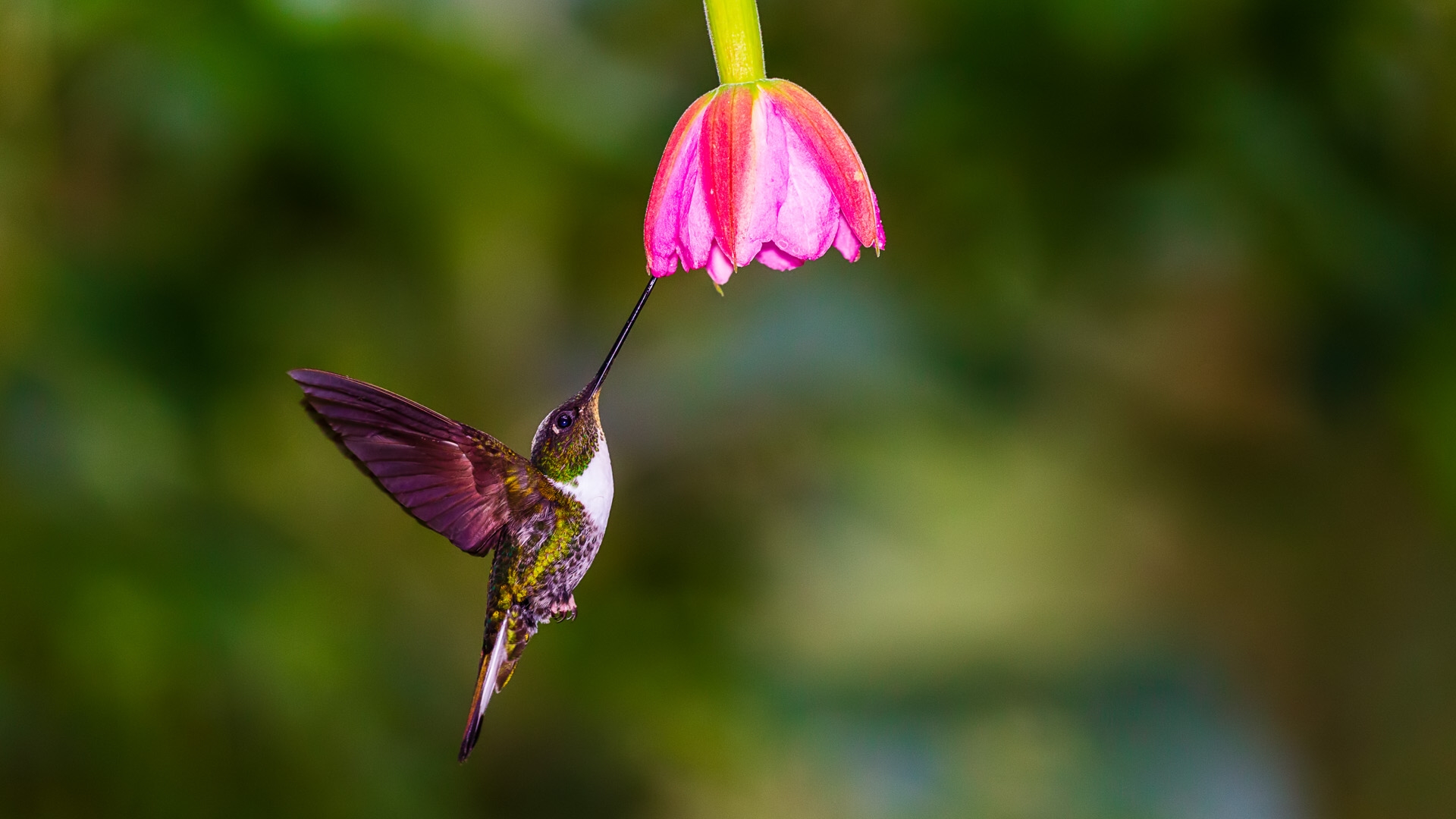 Collared Inca (Collared) (Coeligena torquata fulgidigula)