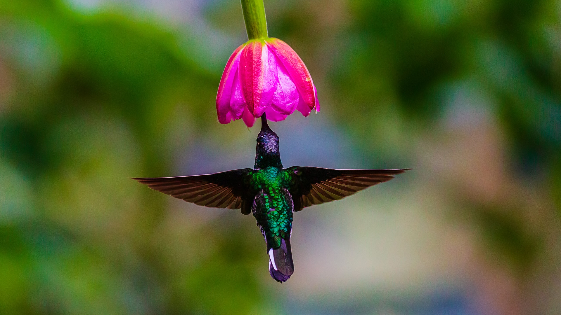 Collared Inca (Collared) (Coeligena torquata fulgidigula)