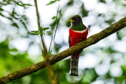 Collared Trogon (Trogon collaris)