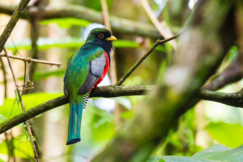 Collared Trogon (Trogon collaris)