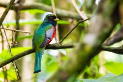 Collared Trogon (Trogon collaris)