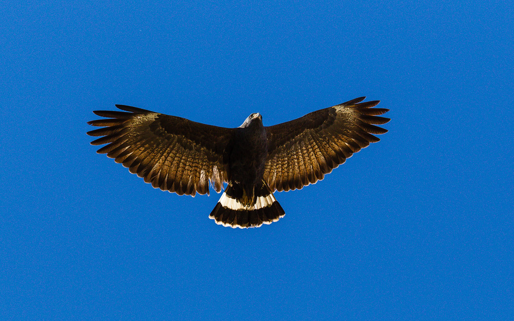 Common Black Hawk (Buteogallus anthracinus)