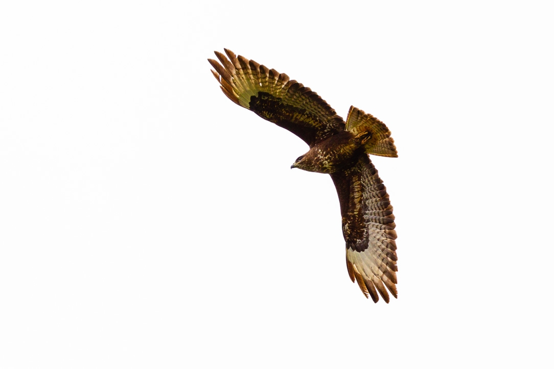 Common Buzzard (Buteo buteo)