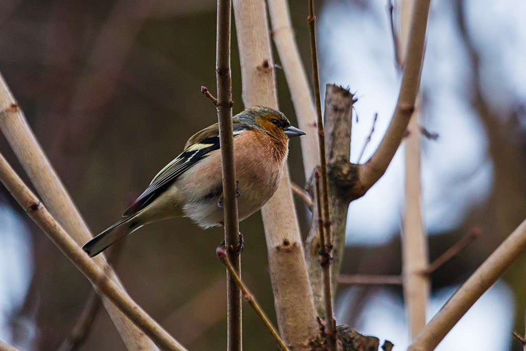 Common Chaffinch (Fringilla coelebs)