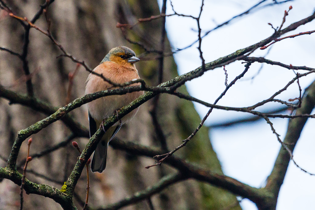 Common Chaffinch (Fringilla coelebs)