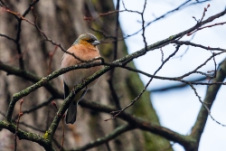 Common Chaffinch (Fringilla coelebs)