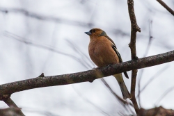 Common Chaffinch (Fringilla coelebs)