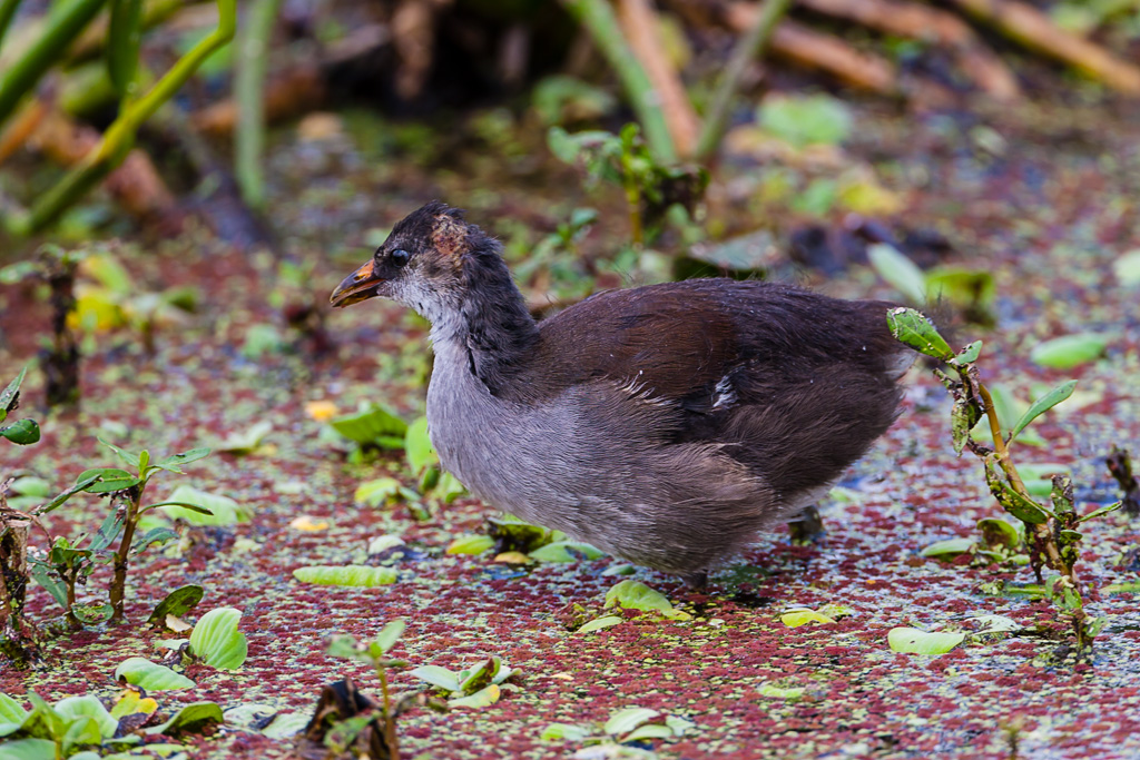 Common Gallinule (Gallinula galeata)