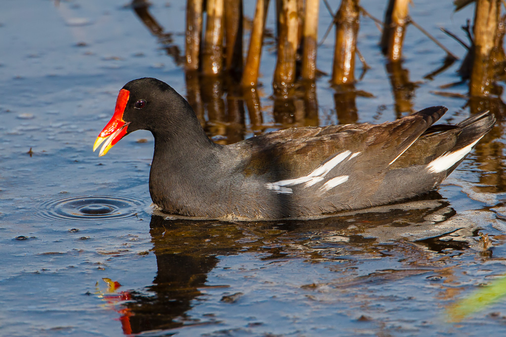 Common Gallinule (Gallinula galeata)