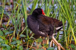 Common Gallinule (Gallinula galeata)