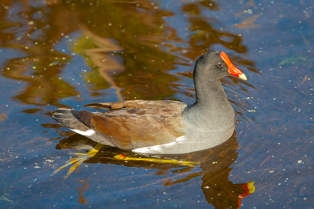 Common Gallinule (Gallinula galeata)