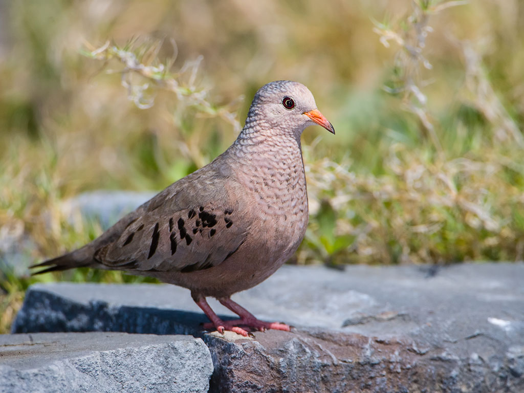 Common Ground Dove (Columbina passerina)