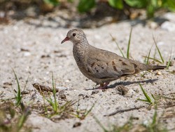 Common Ground Dove (Columbina passerina)