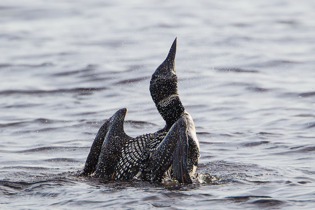 Common Loon (Gavia immer)