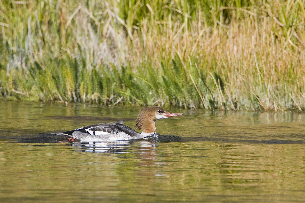 Common Merganser (Mergus merganser)